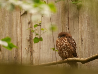 Morepork - De Zonnegloed - Animal park - Animal refuge centre 